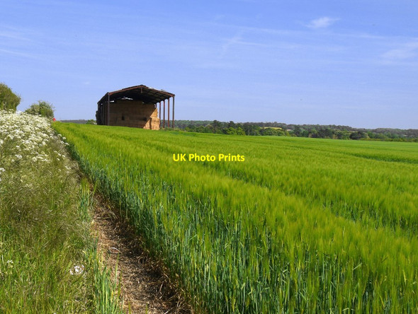 Photo 6"x4" Dutch barn and barley field North Stoke\/SU6186 c2019