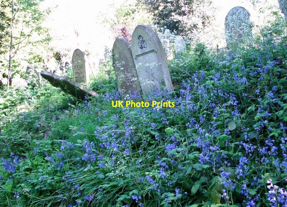 Photo 6"x4" A profusion of bluebells on the terraces Norwich c2019