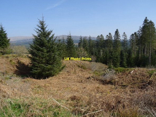 Photo 6"x4" Forestry by Glen Trool village Glentrool Village c2019