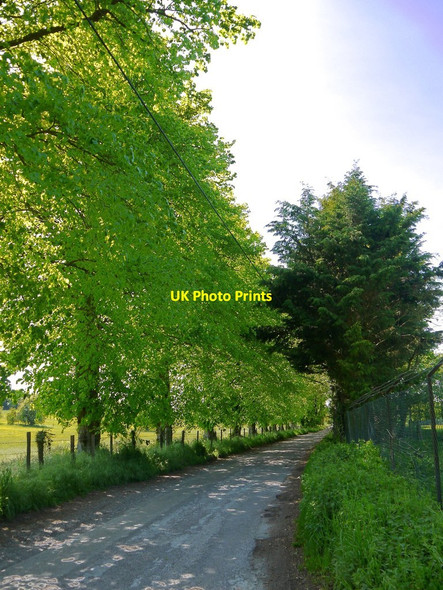 Photo 6"x4" Avenue of limes at Well Place Hailey\/SU6485 c2019