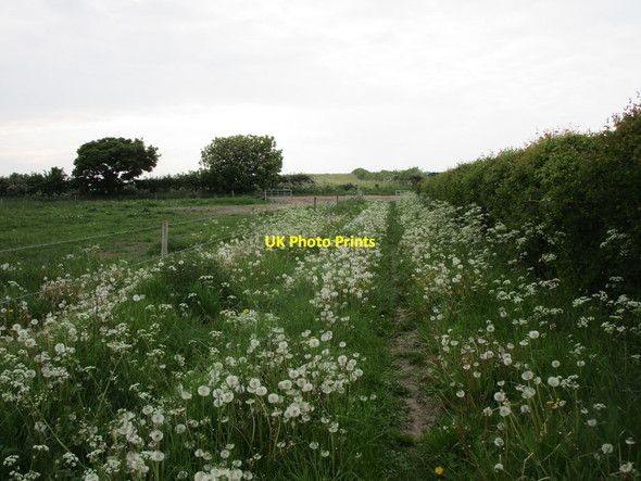 Photo 6"x4" Bridleway to Great Morton Retford c2019