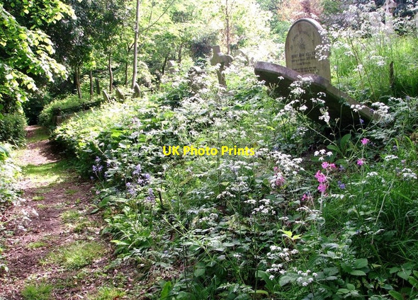 Photo 6"x4" Wild flowers on the terraces Norwich c2019