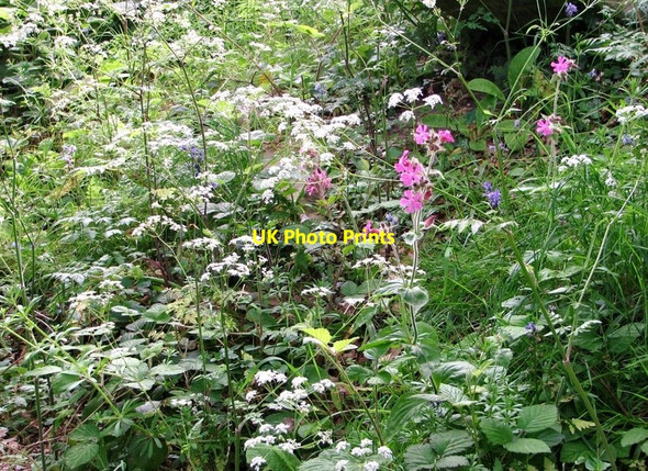 Photo 6"x4" Wild flowers on the terraces Norwich c2019 P1
