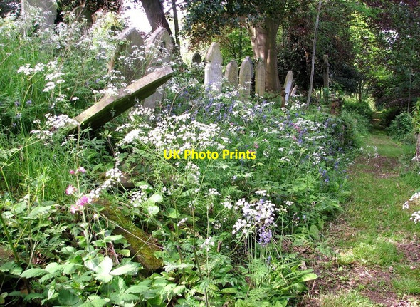 Photo 6"x4" Wild flowers on the terraces Norwich c2019 P2