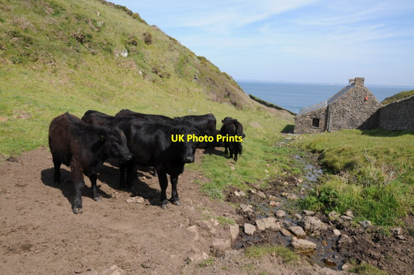 Photo 6"x4" Dexter cattle above Martin's Haven Marloes c2019