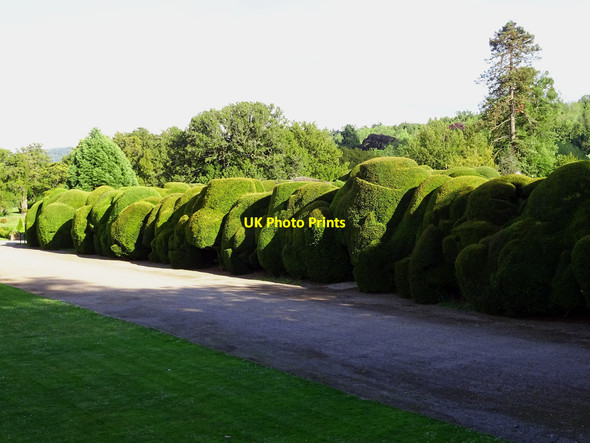 Photo 6"x4" Topiary, Holme Lacy hotel Holme Lacy c2019