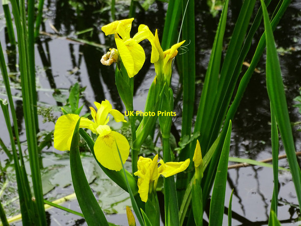 Photo 6"x4" Flag irises, Holme Lacy hotel lake Holme Lacy c2019