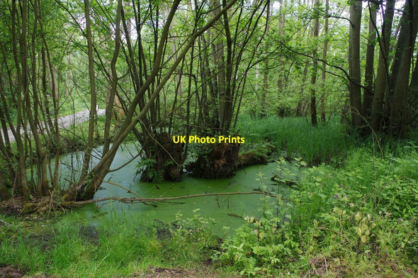 Photo 6"x4" Pond near Dunclent Lane, near Stone, Worcs Mustow Green c2019