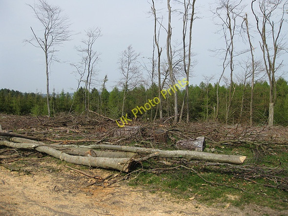 Photo 6"x4" Felling in the forest Cinderford c2009