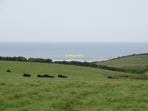 Photo 6"x4" Welsh Black cattle at Old Southwood Wood\/SM8521 c2019