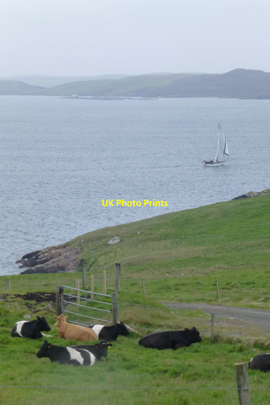 Photo 6"x4" Cattle at Gillarona Gillarona c2019