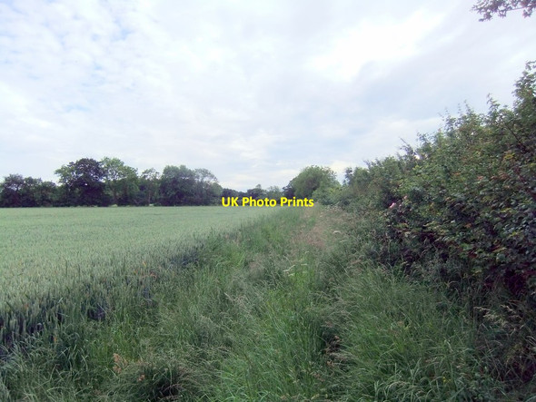 Photo 6"x4" Overgrown Bridleway Newland\/SE8029 c2019