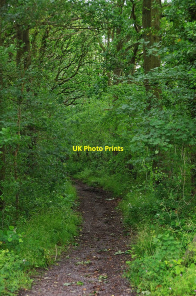 Photo 6"x4" Bridleway to Monk Wood, near Wichenford, Worcs Monkwood Green c2019