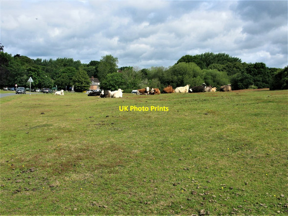 Photo 6"x4" New Forest Cattle Clayhill\/SU3007 c2019