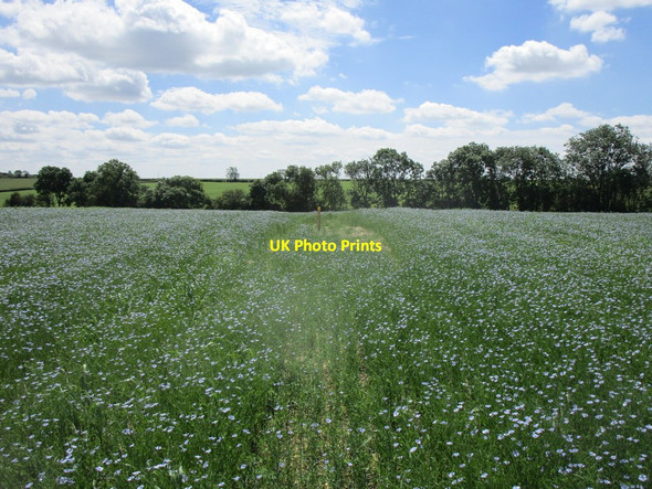 Photo 6"x4" Bridleway through fields of linseed Birkholme\/SK9723 c2019