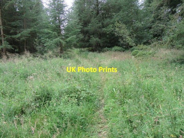 Photo 6"x4" Bridleway in Hartoft Woods Hartoft End c2019