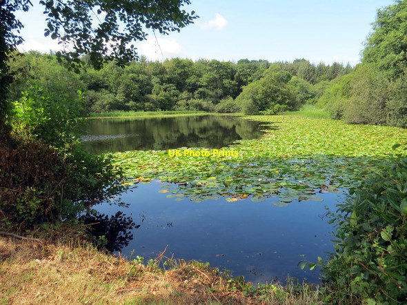 Photo 6"x4" Pownd Llwyn Yoy \/ Llwyn Yoy Pond Brynsadler c2019