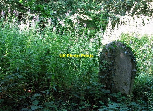 Photo 6"x4" Willowherb on the terraces Norwich c2019