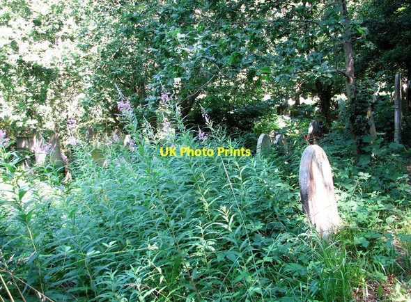 Photo 6"x4" Willowherb on the terraces Norwich c2019 P1