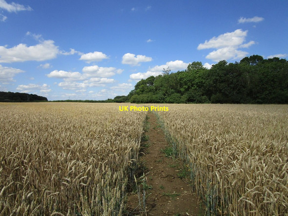 Photo 6"x4" Bridleway and Cockendale Wood Brigstock c2019