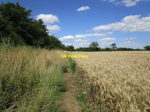 Photo 6"x4" Bridleway along the edge of a wheatfield Brigstock c2019