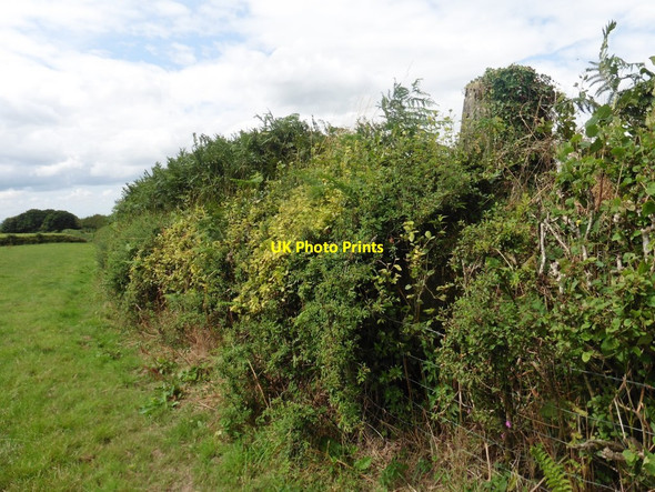 Photo 6"x4" Hidden Trig Point at Harp's Corner Cross Ash Moor c2019