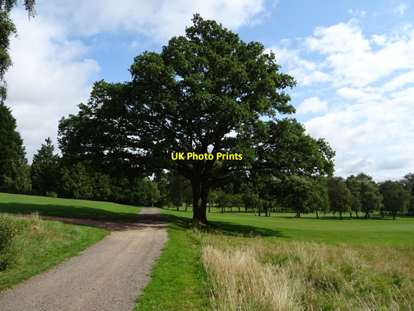 Photo 6"x4" Oak tree on Worcestershire Golf Course Upper Wyche c2019