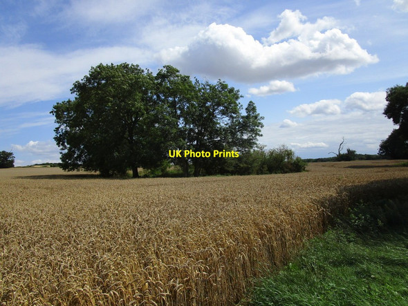 Photo 6"x4" Trees round a small pond Witham on the Hill c2019