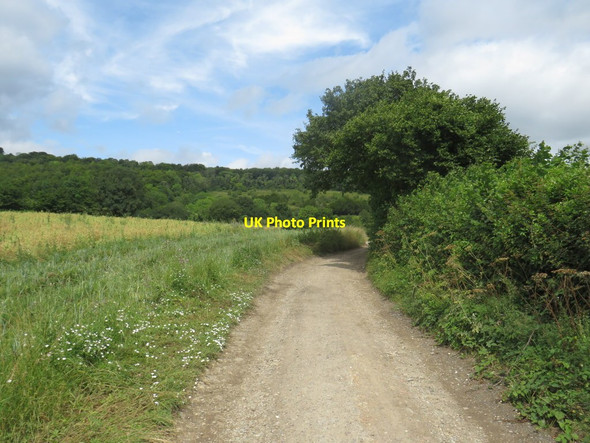 Photo 6"x4" Track near Dorking Wotton\/TQ1247 c2019