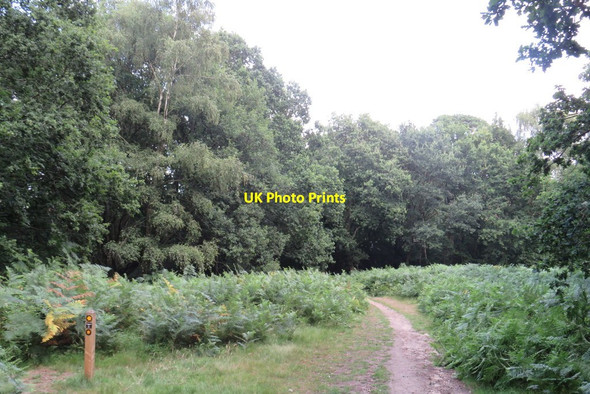 Photo 6"x4" Public footpath on The Nower, near Dorking Dorking c2019