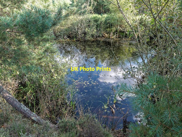 Photo 6"x4" Pond in Culbin Forest Cloddymoss c2019