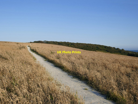Photo 6"x4" Downland path towards Lancing Ring Beggars Bush\/TQ1607 c2019