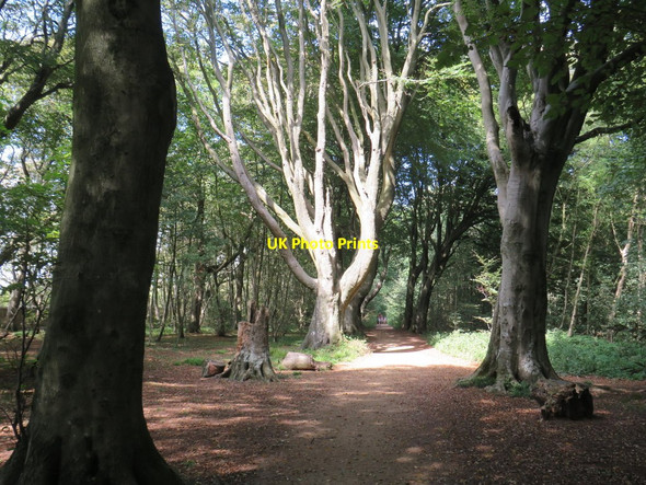 Photo 6"x4" Sunlight and shadows in woodland near Brighton Stanmer c2019