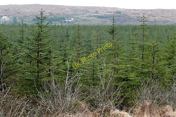 Photo 6"x4" Leitir Pe\u00c3\u00adc (Letterpeak) Spiddle c2009 P1