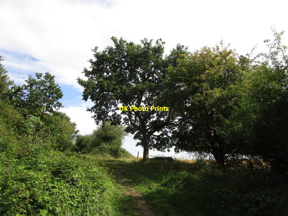 Photo 6"x4" Bridleway and woodland edge Sudborough c2019