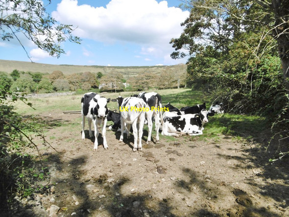 Photo 6"x4" Kimmeridge, cattle grazing Kimmeridge c2019