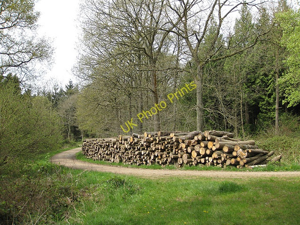 Photo 6"x4" Timber stack in Haugh Wood Broadmoor Common c2009