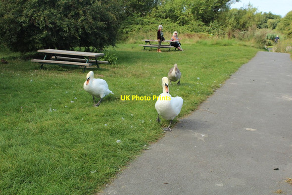 Photo 6"x4" Approaching swans at Brickfield Pond Rhyl c2019