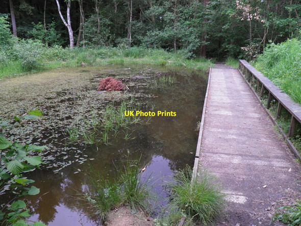 Photo 6"x4" Pond in Thornley Wood Blaydon c2011