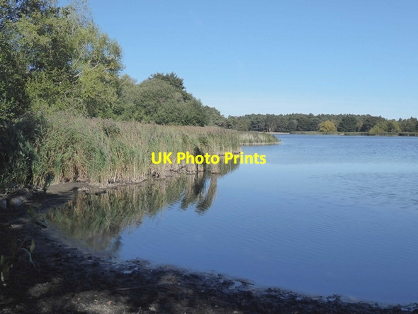 Photo 6"x4" Frensham Little Pond Frensham c2019