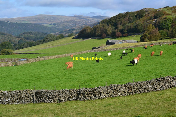 Photo 6"x4" Cattle in field at Rawfold Lower Hawthwaite c2019