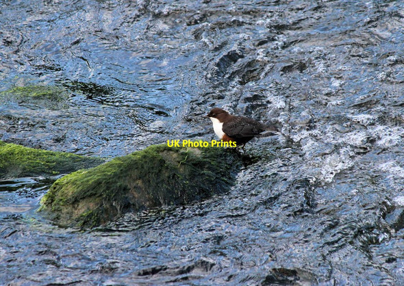 Photo 6"x4" Lynmouth: a dipper in the East Lyn River Lynton c2017