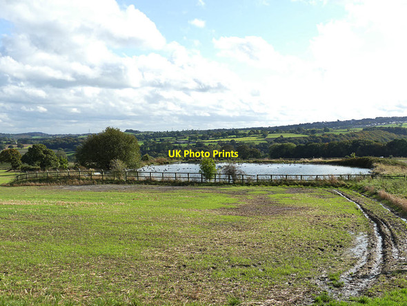 Photo 6"x4" Duck pond at Denby Hall Nether End\/SE2407 c2019