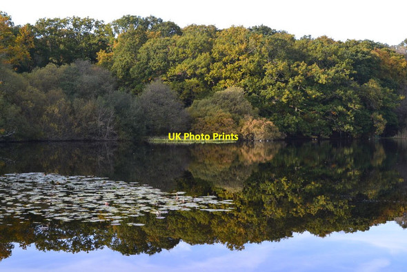 Photo 6"x4" Woodland reflections in Eyeworth Pond Fritham c2019