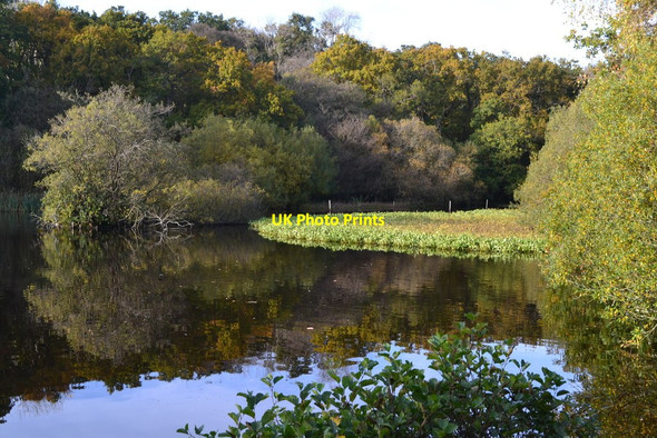 Photo 6"x4" Eyeworth Pond Fritham c2019