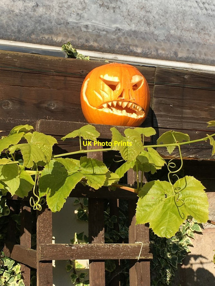 Photo 6"x4" Halloween at Welsh Mountain Zoo Mochdre\/SH8278 c2019