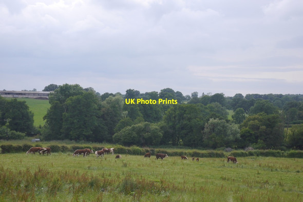 Photo 6"x4" Herefords, Buckenhill Manor Bromyard Downs c2019