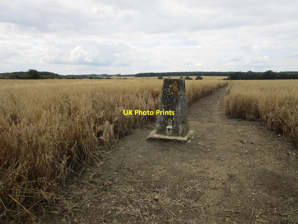 Photo 6"x4" Trig point and footpath across a field of oats Blatherwycke c2019