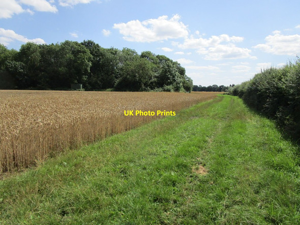 Photo 6"x4" Bridleway and Cockendale Wood Brigstock c2019