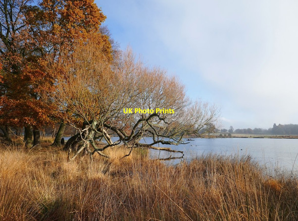 Photo 6"x4" Fallen willow by the Upper Pen Pond Kingston Upon Thames c2019